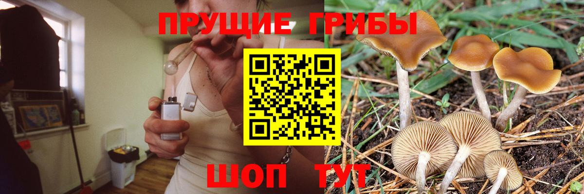 где найти наркотики  Галлюциногенные грибы MAGIC MUSHROOMS  Вход с VPN  Кудымкар  Псилоцибиновые грибы Psilocybe 